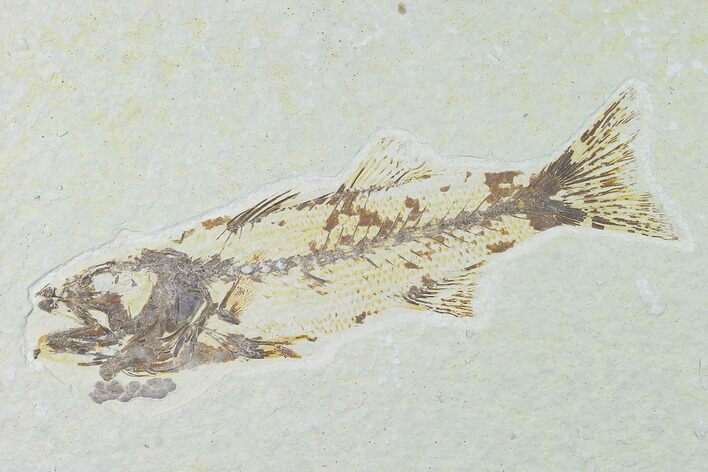 Bargain, Fossil Fish (Mioplosus) - Wyoming #138711